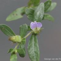 <i>Blepharis integrifolia</i>  (L.f.) E.Mey. & Dr  ge ex Schinz